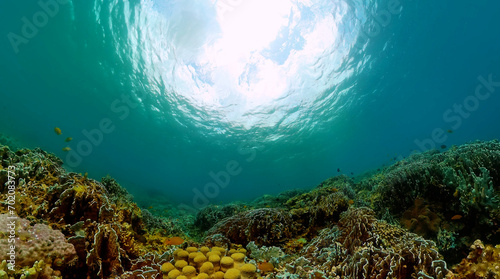 Colorful fish and corals. Underwater world landscape scenery.