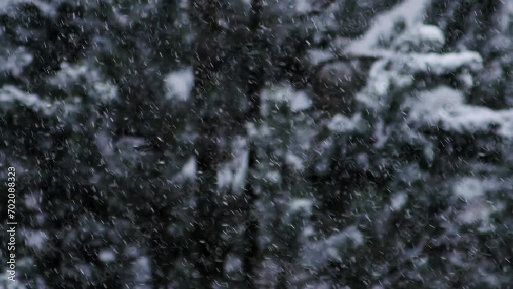 Blizzard - Heavy Snow Storm detail in SLOW MOTION HD VIDEO. Wild falling snowflakes in the wind. Low depth of field and blurred pine trees in the background. Close-up. Quarter speed. Blizzard - Heavy Snow Storm detail in SLOW MOTION HD VIDEO. Wild falling snowflakes in the wind. Low depth of field and blurred pine trees in the background. Close-up. Quarter speed.