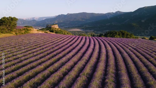 Aerial view at sunset of lavender field with the village of Mison in Provence. Summer in the countryside of Alpes-de-Haute-Provence (Alps), France