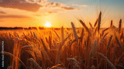 Golden Sunset Over Grains
