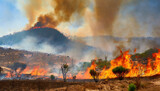 The El Nino weather phenomenon leads to drought conditions and a rise in wildfires
