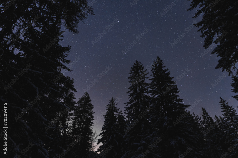 Night scene of Estonian nature, silhouette of winter trees against the background of the starry sky in forest.