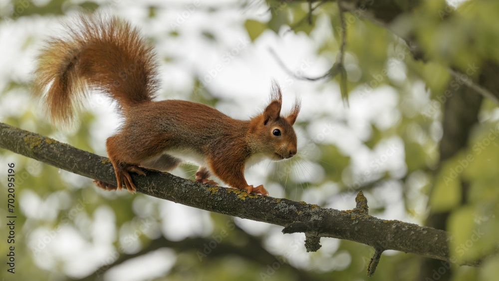 Eichhörnchen (Sciurus) auf einem Baum Eichhörnchen (Sciurus) auf einem Baum
