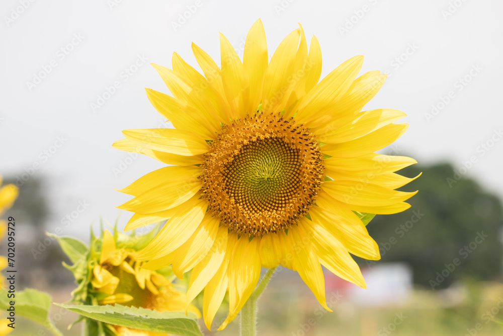 close up of blooming sunflower close up of blooming sunflower