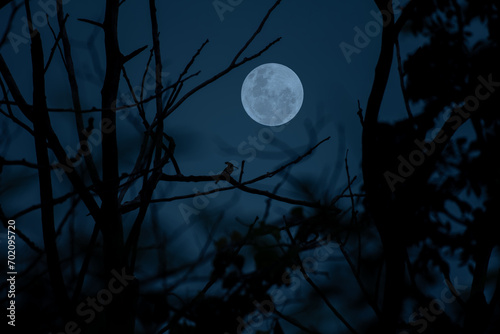 Full moon with tree branch in the night.