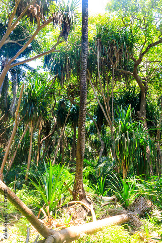 View of Jozani forest in Zanzibar  Tanzania