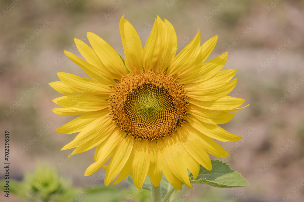 Fototapeta premium close up of blooming sunflower