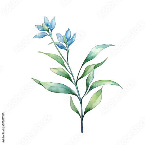 a delicate botanical illustration of a leafy plant