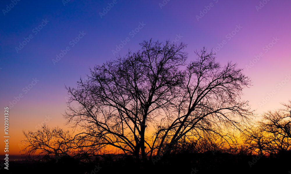 Silhouette of a tree against a pink and purple dusk sunset sky Silhouette of a tree against a pink and purple dusk sunset sky
