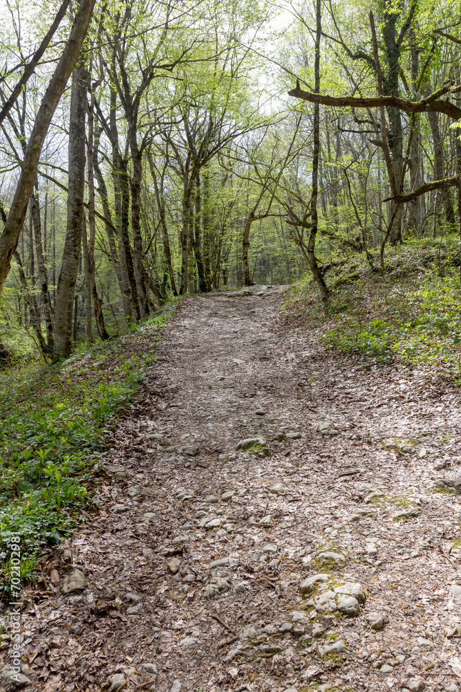 Spring walks in nature on a dirt road leading to the forest.