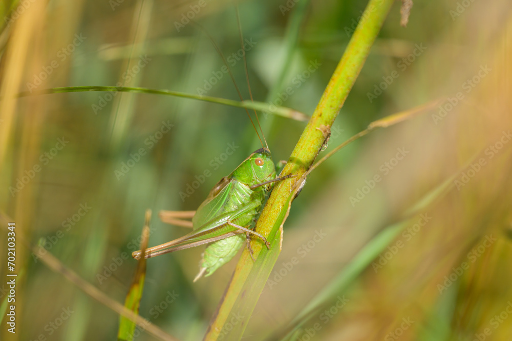 A green grasshopper sitting on a plant A green grasshopper sitting on a plant