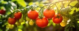 Beautiful ripe tomatoes on branch in amazing sunny garden