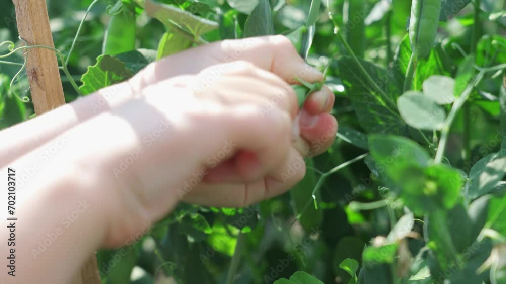 Close-up of a child's hands plucking a green pea pod from a bush