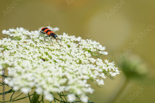 A checkered beetle sitting on a umbellifer photo