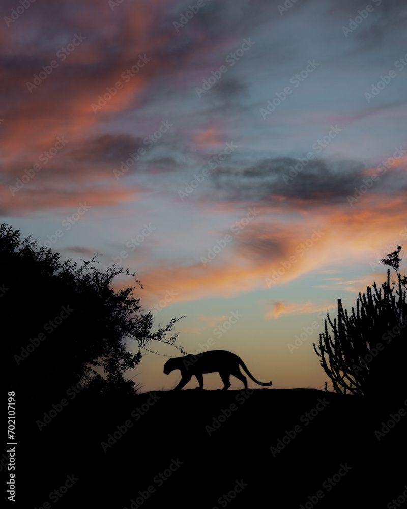 Leopards of Jawai Leopards of Jawai