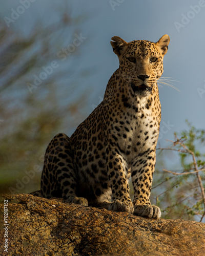 Canvas Print Leopards of Jawai