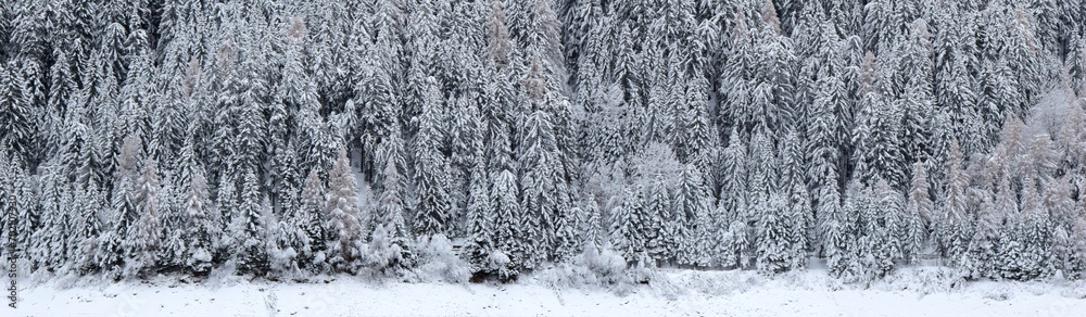 Snowy landscape, winter in South Tyrol, snow-covered trees as background and banner