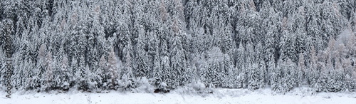 Snowy landscape  winter in South Tyrol  snow-covered trees as background and banner