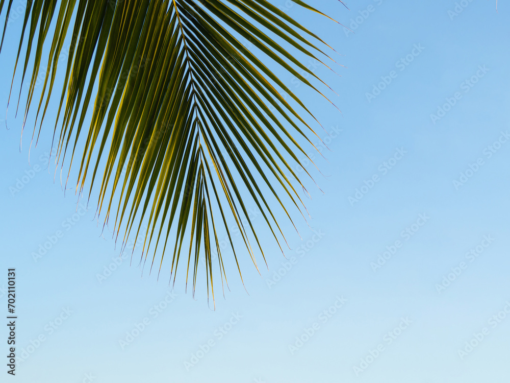 Abstract background of palm leaves or coconut leaves on top. Natural pattern. Copy space or empty. For advertisements, business cards, brochures and Blue sky background without clouds