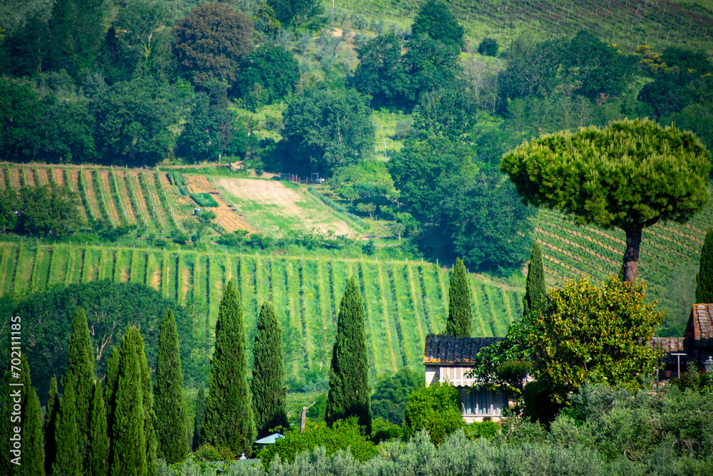 Fototapeta premium Vernaccia Grape Vineyards in San Gimignano - Italy