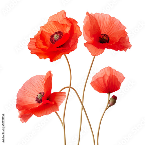 poppy flowers, png