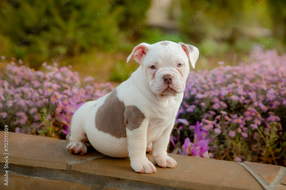 Fototapeta premium American Bully puppy on a walk in flowers