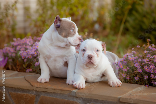 American Bully puppy on a walk in flowers