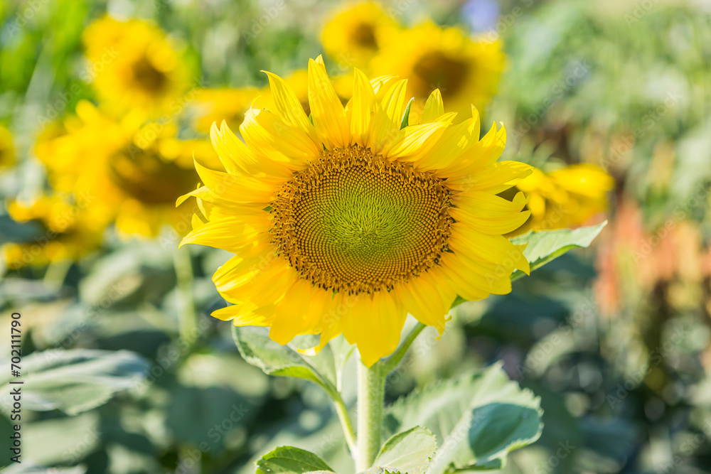 Sunflower garden background, tropical summer, outdoor day light Sunflower garden background, tropical summer, outdoor day light