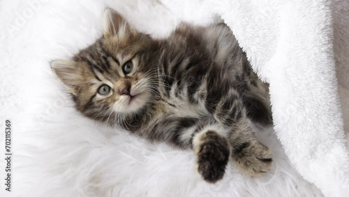 Cute homemade fluffy striped kitten is lying on a fur blanket, resting, falling asleep photo