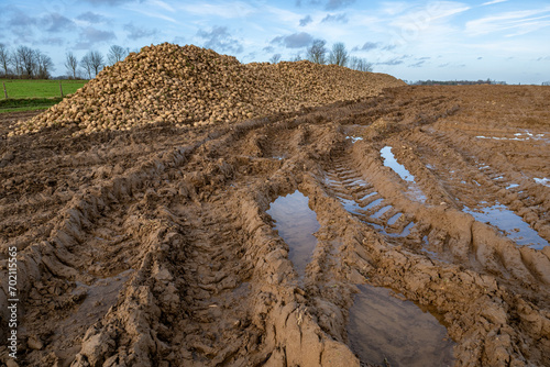 Arrachage de betterave dans un champ détrempé par la pluie. Boue et traces d'enlisement de roues de tracteurs. Silo de stockage en bord de route photo