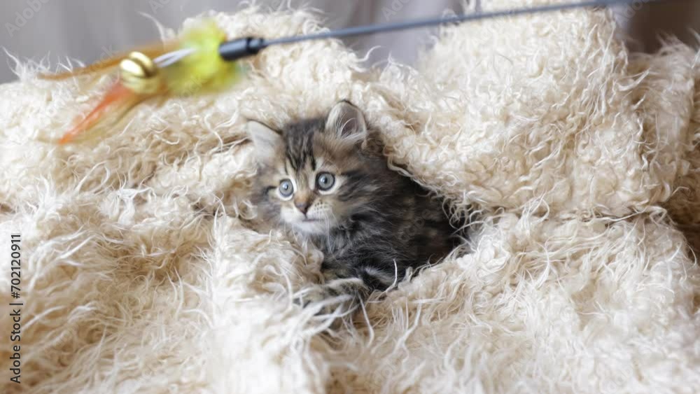 Cute homemade fluffy striped kitten is lying on a fur blanket, resting, falling asleep Cute homemade fluffy striped kitten is lying on a fur blanket, resting, falling asleep