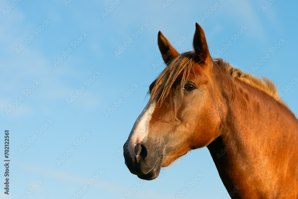 Naklejka premium Close-up of the head of a red horse against the background of a blue sky. Copy space.