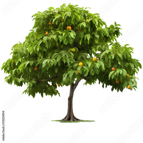 Tree with fruits on transparent background 