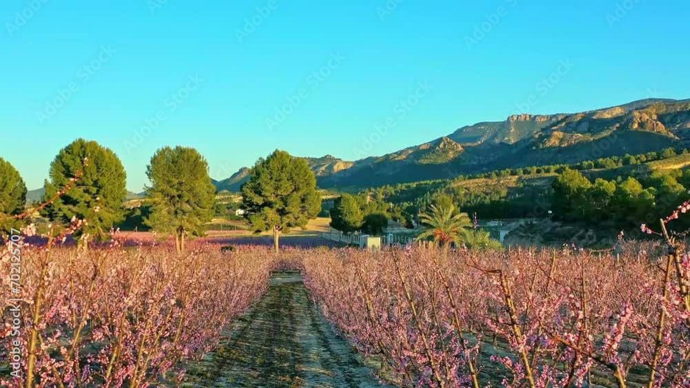 Peach blossom in Cieza La Torre. Videography of a blossoming of peach trees in Cieza in the Murcia region. Peach, plum and nectarine trees. Spain