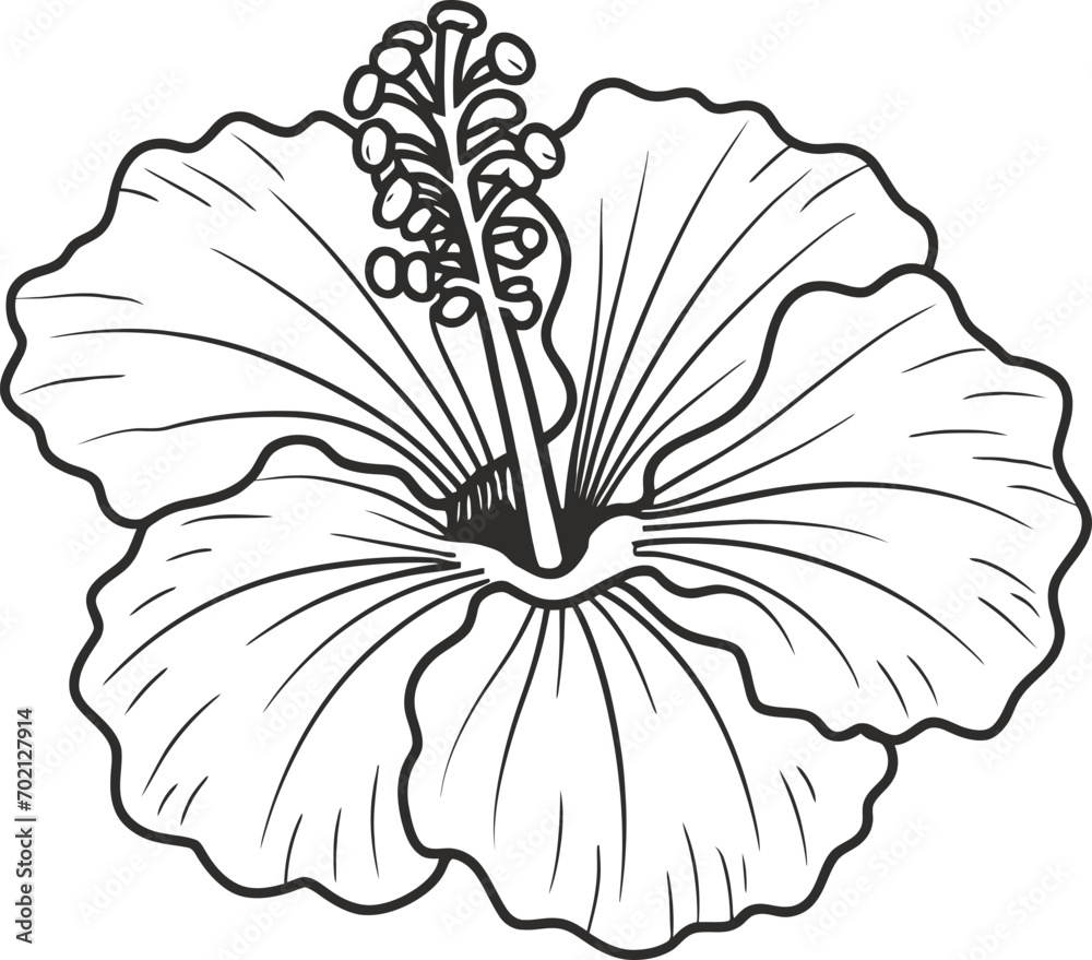 Hand drawn hibiscus flower. Hibiscus flower line art vector illustration