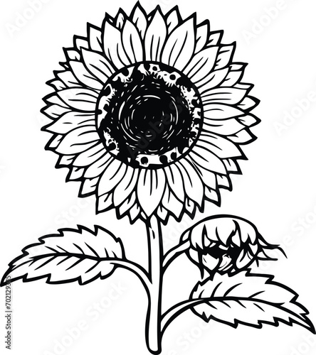 colorable Sunflower Outline, Sunflower Line Art, Floral Line Drawing, black and white sunflowers vector illustration photo