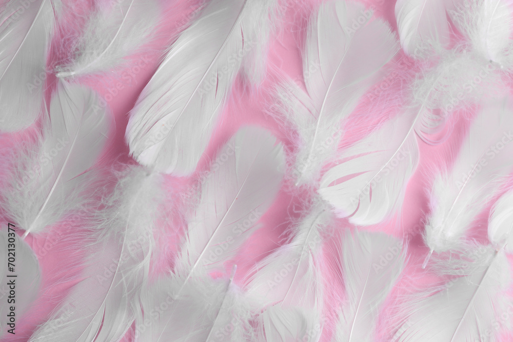 Many fluffy bird feathers on pink background, flat lay