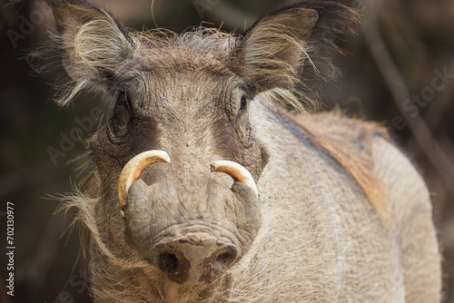 close up of a warthog bad hair day © Pearl Media