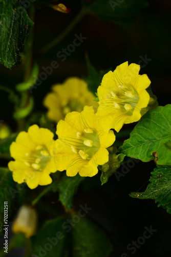 Merremia hederacea is a small weed. It has very beautiful flowers and leaves. It has bright green, heart-shaped leaves and yellow flowers with white centers, making it easy to spot photo