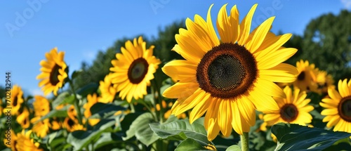 A Sunflower Field Under A Bright Blue Sky With The Message Sunshine In Every Petal