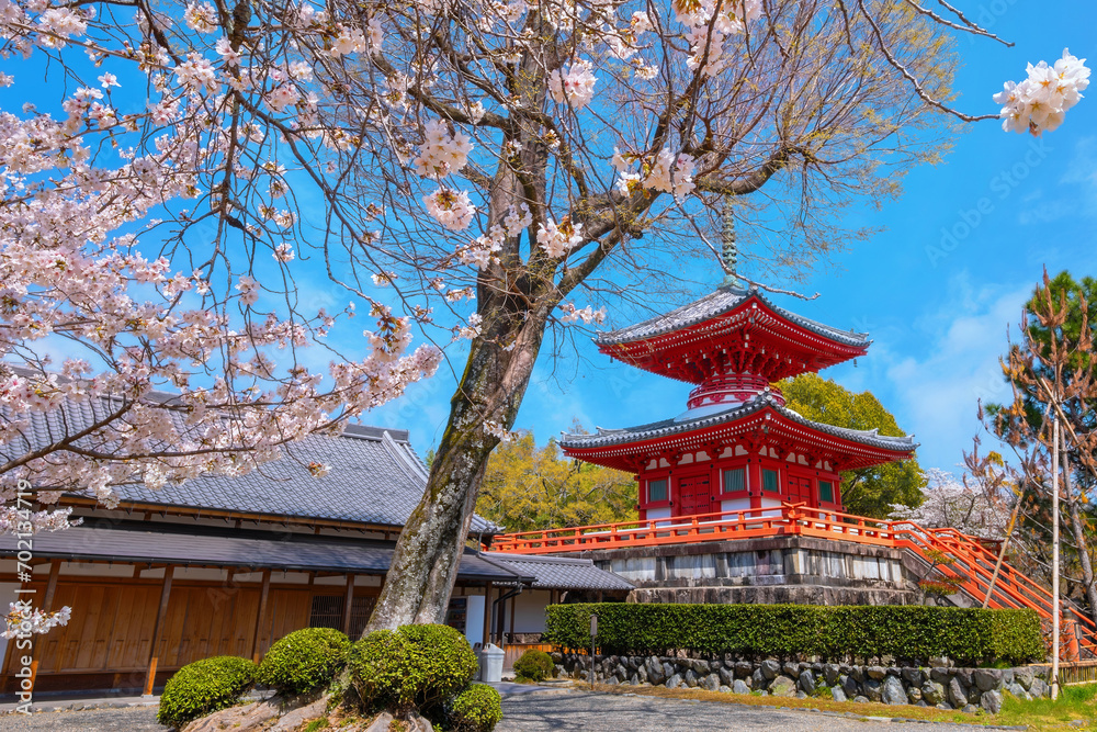 Daikakuji Temple in Kyoto, Japan with Beautiful full bloom cherry blossom garden in spring Daikakuji Temple in Kyoto, Japan with Beautiful full bloom cherry blossom garden in spring