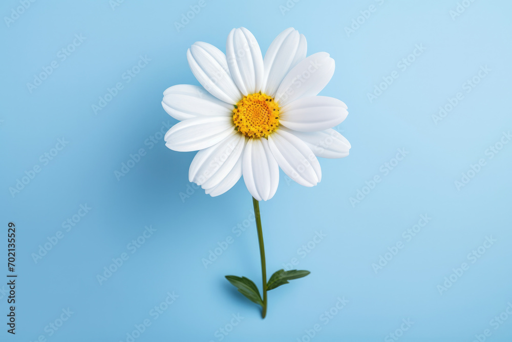 White summer plant chamomile yellow background flower spring daisy floral nature White summer plant chamomile yellow background flower spring daisy floral nature