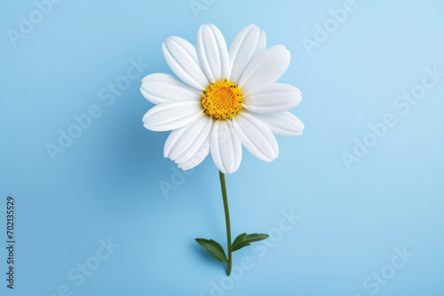 White summer plant chamomile yellow background flower spring daisy floral nature