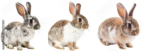 Collection of rabbits in different colours isolated on a white background