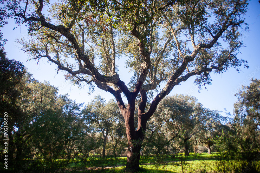 Idyllic Alentejo landscape with cork oak trees in vast fields, capturing Portugal's serene beauty. Idyllic Alentejo landscape with cork oak trees in vast fields, capturing Portugal's serene beauty.