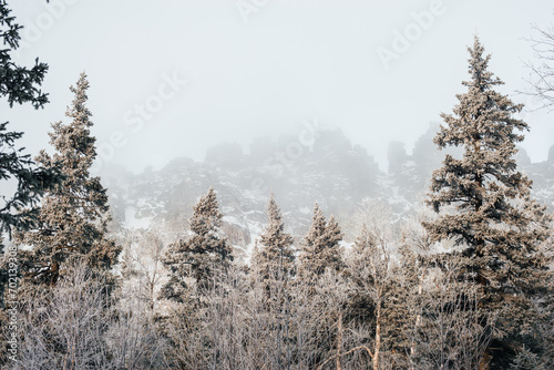 snowy winter forest in the morning at dawn