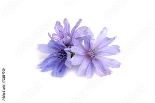 Cichorium intybus - common chicory flowers isolated on white background. Flowers of chicory for package design.