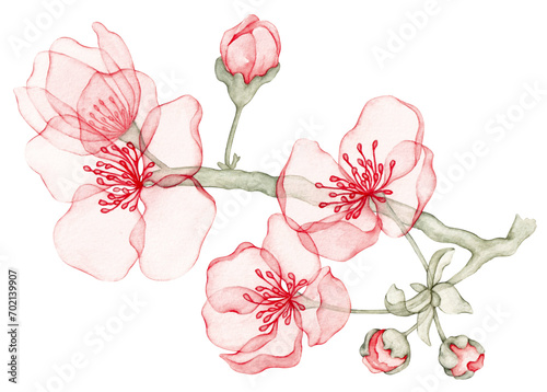 Fototapeta Naklejka Na Ścianę i Meble -  Watercolor branch of almond with blossoms №2. Transparent flowers. Watercolor illustration. Single of set isolated on transparent background. Collection.	