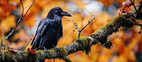 Common raven sitting on mos...