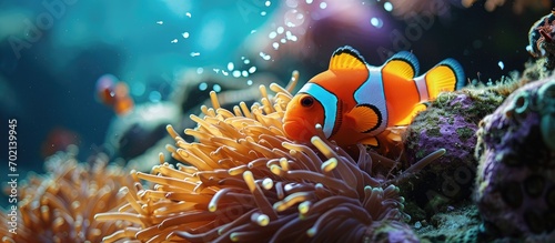A clown fish swimming in the safety of it s anemone home in Mozambique. with copy space image. Place for adding text or design photo
